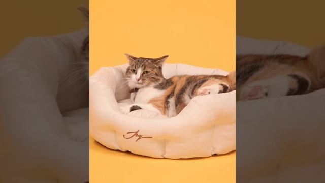 Лежанка для животных, круглая 50х40х20см JOY Айвори белая, для собак и кошек/домик для животных смотреть онлайн