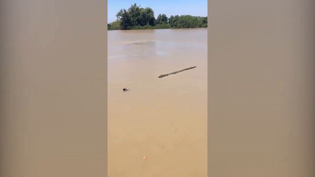 В Австралии крокодил «отомстил» шляпе опрометчивого туриста смотреть онлайн