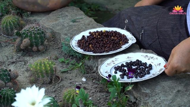 Сбор семян пионов. Август 2018 смотреть онлайн