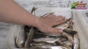 Редкий рецепт засолки корюшки, как вкусно посолить и повялить корюшку