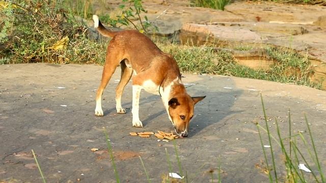 Перевозка печенья закончилась неудачей смотреть онлайн