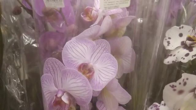 Завоз цікавих орхідей в Сільпо в м. Коростень! смотреть онлайн