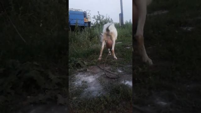 Самая высокоудойная жирномолочная коза сколько литр молоко даёт? смотреть онлайн