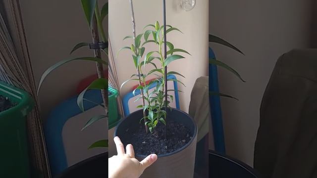 Лилии в горшках на подоконнике дома. смотреть онлайн