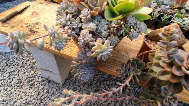 SUCULENTAS ESTIOLADAS VIRAM PENDENTES смотреть онлайн