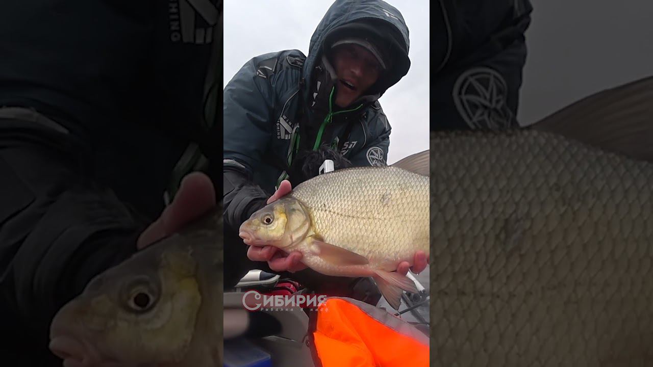 ЛЕЩ НА СИБИРСКОГО ПЕТУХА #fishing #рыбалка #рыба #удочка #shorts #лещ смотреть онлайн