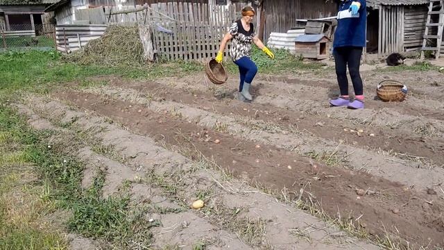 Копалка КФТ2, мотоблок МТЗ Kopaczka Do Ziemniaków, Walk Behind Tractor, Potato Digger Machine