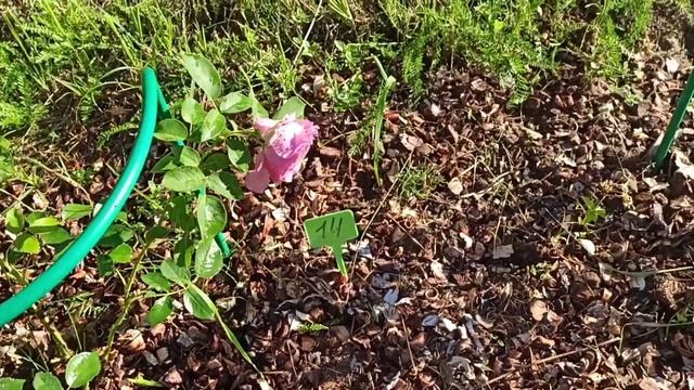 Обзор роз. Розоман Жанон,Вендинг пиано, Лав сонг, Нахенглут #розы #сортароз смотреть онлайн