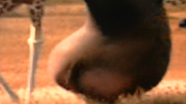 Madagascar 2 - Gloria's butt Final смотреть онлайн