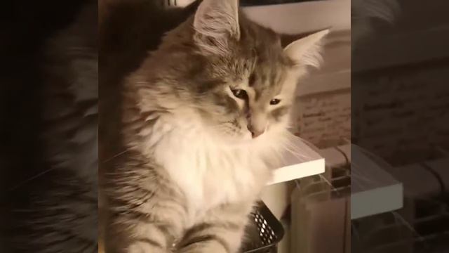 Кошка Гуччи выполняет команды как собака смотреть онлайн