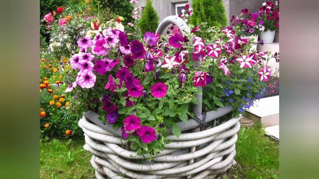 Петунии в саду и на даче