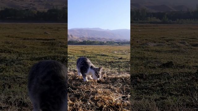 Cute Village Cat #shorts смотреть онлайн
