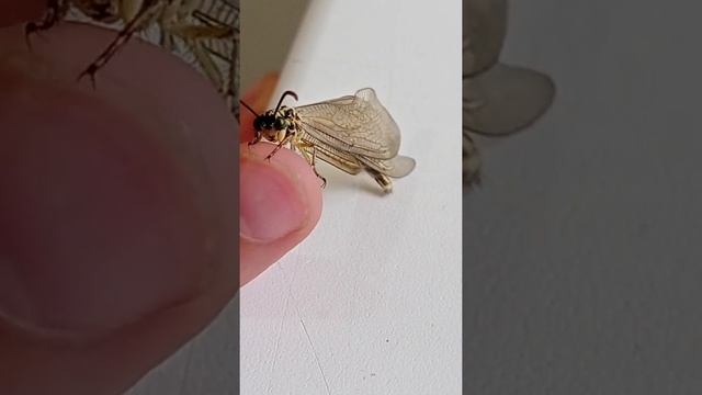 Приручил стрекозу