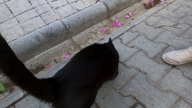 Black cat is kneading even while eating смотреть онлайн