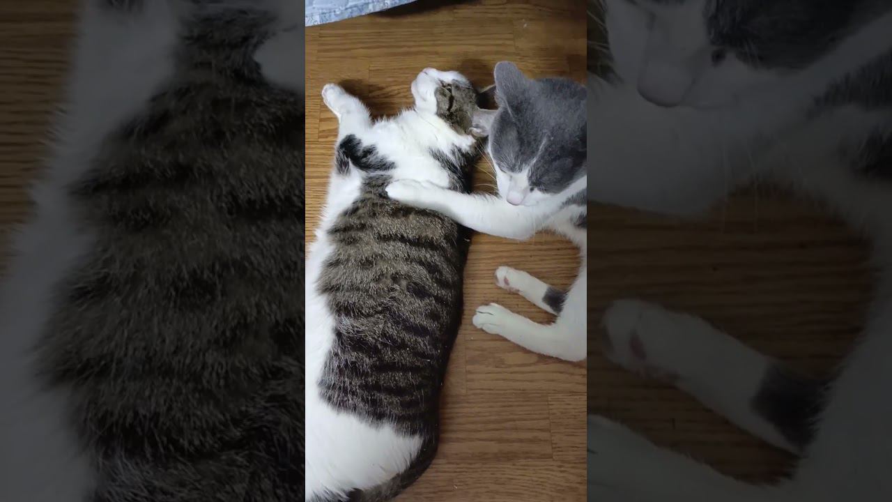 Любовь она такая. #лайк #питомец #мурзик #кот #котик #котики #любовь #мурка #люблю #люблювас смотреть онлайн