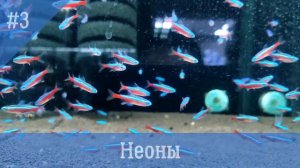 ТЕРНЕЦИЯ - GLOFISH - топ лучших соседей для содержания вместе- аквариумистика