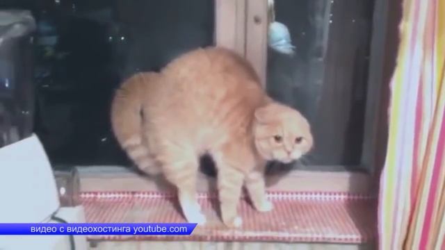 Второй случай бешенства в Асбесте смотреть онлайн