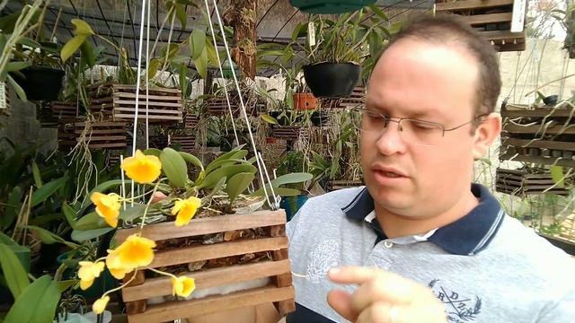 🛑 Dendrobium Agregatum смотреть онлайн