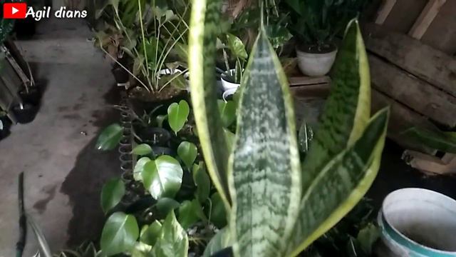 Bunga hias/jenis jenis bunga hias sansivera /harga sansivera/harganya murah murah. смотреть онлайн