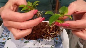 Почему желтеют листья у антуриума? Одна из причин, как помешать пожелтению.