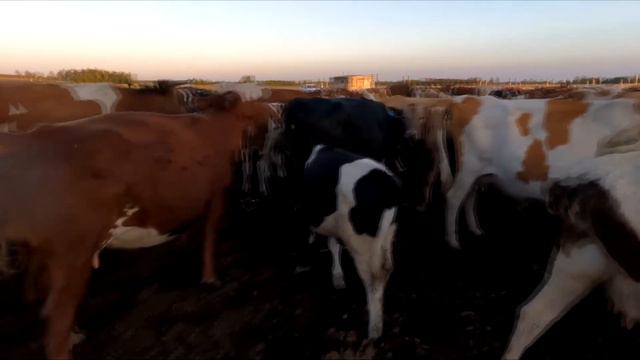 Обзор коров и телят на степи подсосных. смотреть онлайн