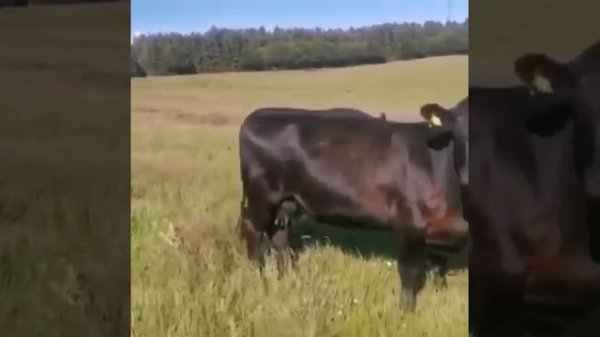 Бык 1100 кг, порода Абердин Ангус.