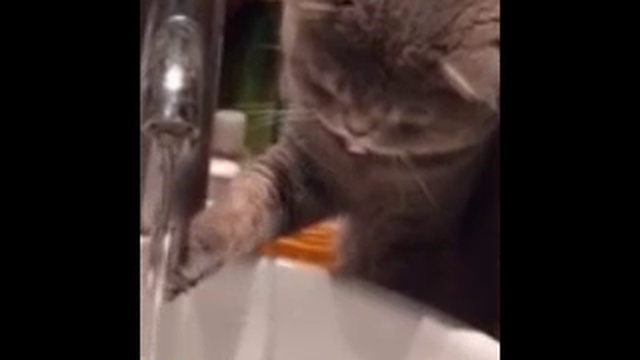 Кот играет с водой смотреть онлайн