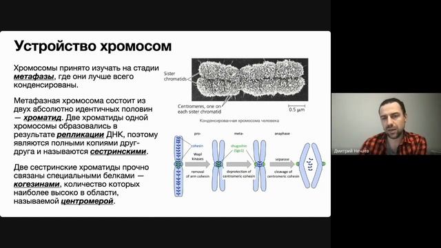 Митоз (часть 1) смотреть онлайн