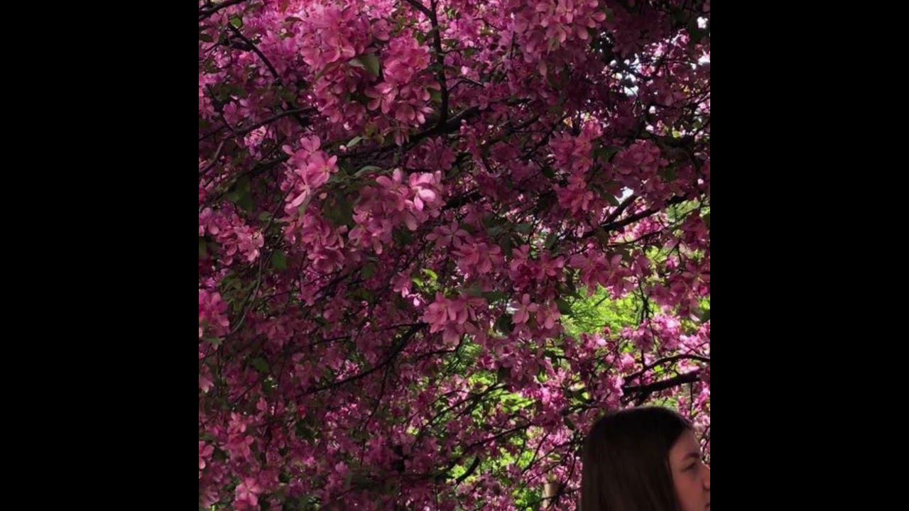 Яблони в цвету! Москва, Екатерининский парк (май 2023) смотреть онлайн