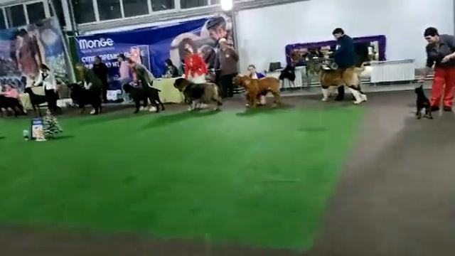 Сенбернар Гамлет 2й на выставке в г. Красноярск. 18.12.2022г. смотреть онлайн