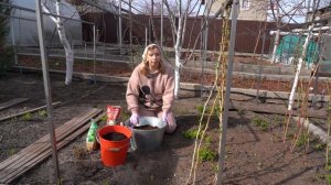 Весенние работы в малиннике