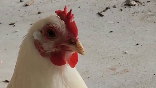 J.Geco - Chicken Song & Chicken Dance | Geco Remix  90