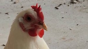 J.Geco - Chicken Song & Chicken Dance | Geco Remix  90