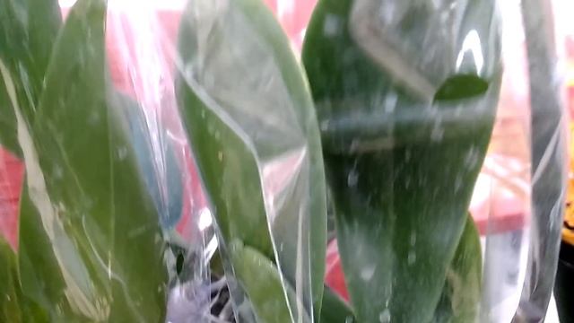 Орхидеи в Ашане - кто их купит??? (12.01.19). смотреть онлайн