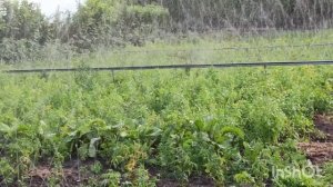 Полив туман/полив спрей лента/полив golden spray.