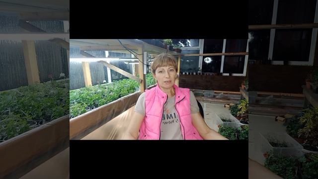 Ипомея Батат. Ампельное растение. смотреть онлайн
