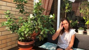 ГАРДЕНИЯ ВСЕ ОБ УХОДЕ | ОТ ПОКУПКИ ДО БОЛЬШОГО КУСТИКА