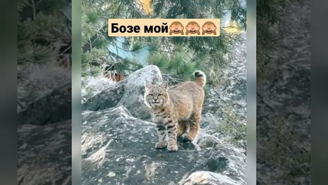 Рысь виляет хвостиком #shorts #котики #рысь #хвост #cat #animals смотреть онлайн
