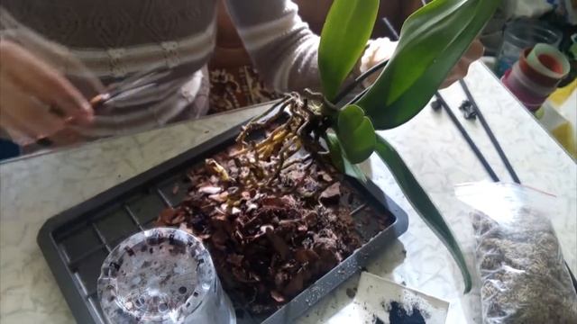 Пересадка орхидеи феланопсис/Phalaenopsis orchid transplant смотреть онлайн