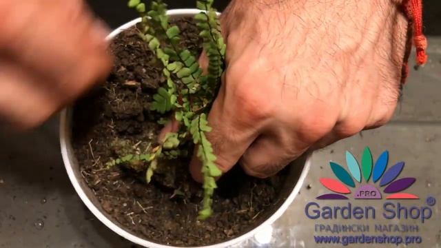 Как посадить папоротник Asplenium trichomanes смотреть онлайн