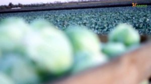 Урожайная «#Белокочанная #Капуста  Золтан F1” Отзыв