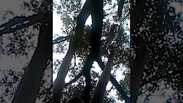 Вот как надо гулять смотреть онлайн