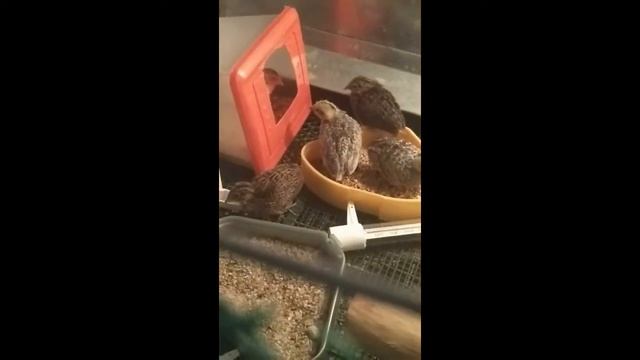 Птенцам китайского расписного перепела 15 дней. смотреть онлайн