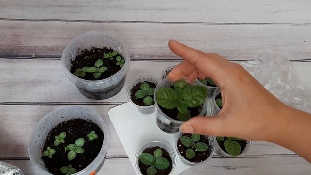 Глоксинии!Сеянцам глоксиний 2 месяца со дня посева. смотреть онлайн