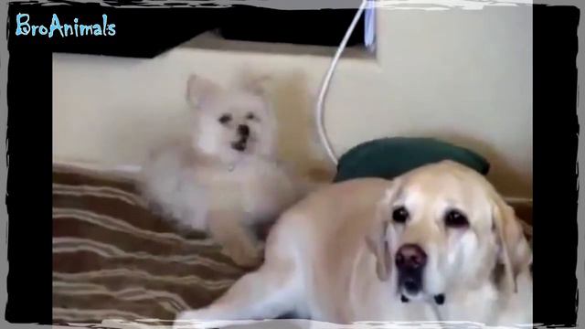 ТЫ НЕ ТЫ КОГДА 👹 ГОЛОДЕН и другие ПРИКОЛЫ С ЖИВОТНЫМИ 😁 | Funny Animals #680 смотреть онлайн