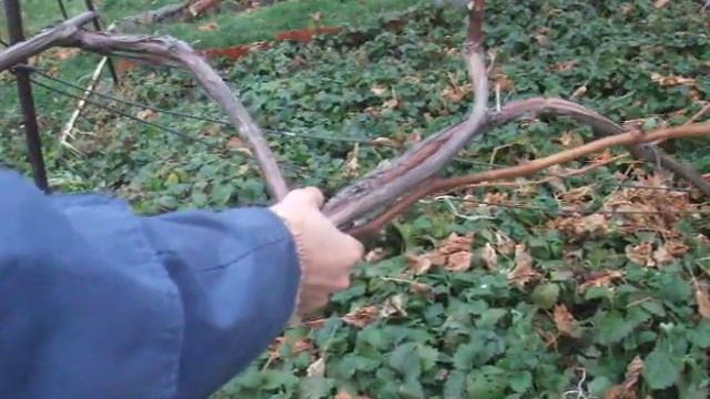 Результат обрезки старого куста 2011 год смотреть онлайн