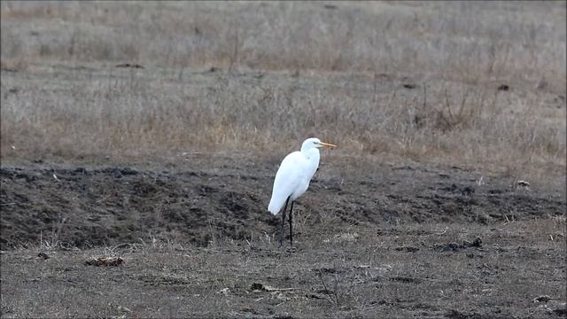 Наблюдения птиц в Дагестане в большой год.Wildlife.Ornitilogist. смотреть онлайн