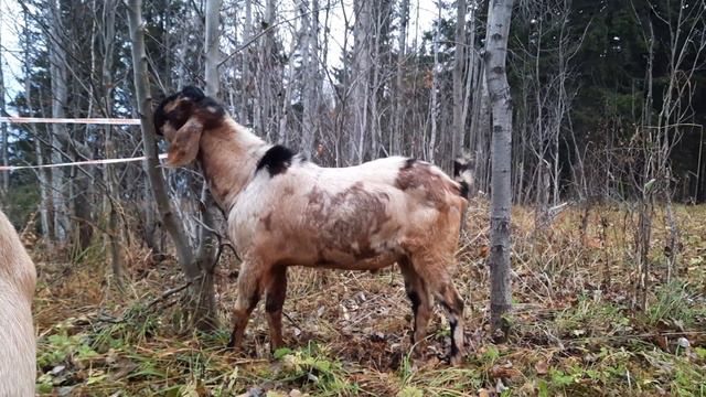 Англо-нубийский козёл Кузя смотреть онлайн