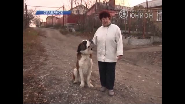 Приютила сенбернара смотреть онлайн