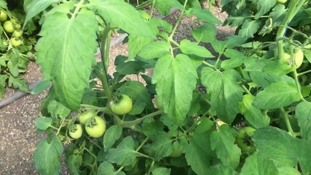 Формировка низкорослых томатов ПИНК БУШ